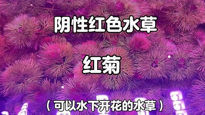 紅金龍魚缸中哪些植物適合搭配？，紅金龍魚缸中哪些植物適合搭配？有哪些植物不適合紅金龍魚缸？