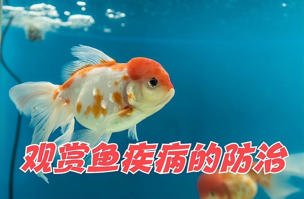魚鱗充血最簡(jiǎn)單方法，魚鱗充血最簡(jiǎn)單方法思考完成