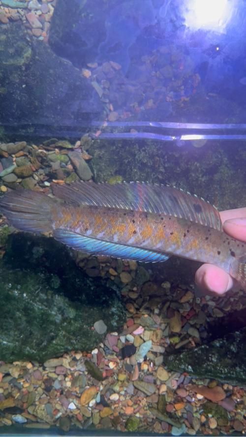 有哪些龍魚品種適合發(fā)藍？，龍魚品種介紹