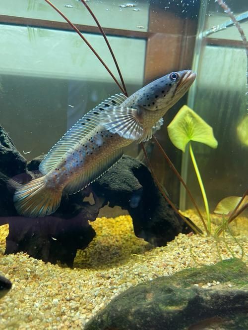 有哪些龍魚品種適合發(fā)藍？，龍魚品種介紹