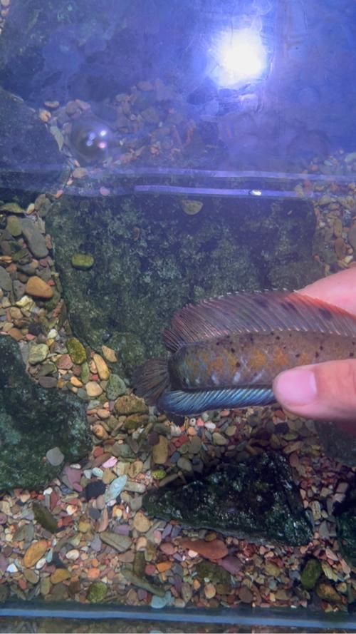 有哪些龍魚品種適合發(fā)藍？，龍魚品種介紹