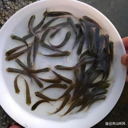 2026年草魚苗市場展望，2026年2026年草魚苗市場