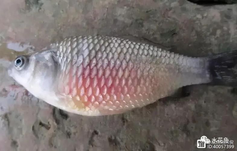 魚缸細菌感染有哪些癥狀，魚缸細菌感染