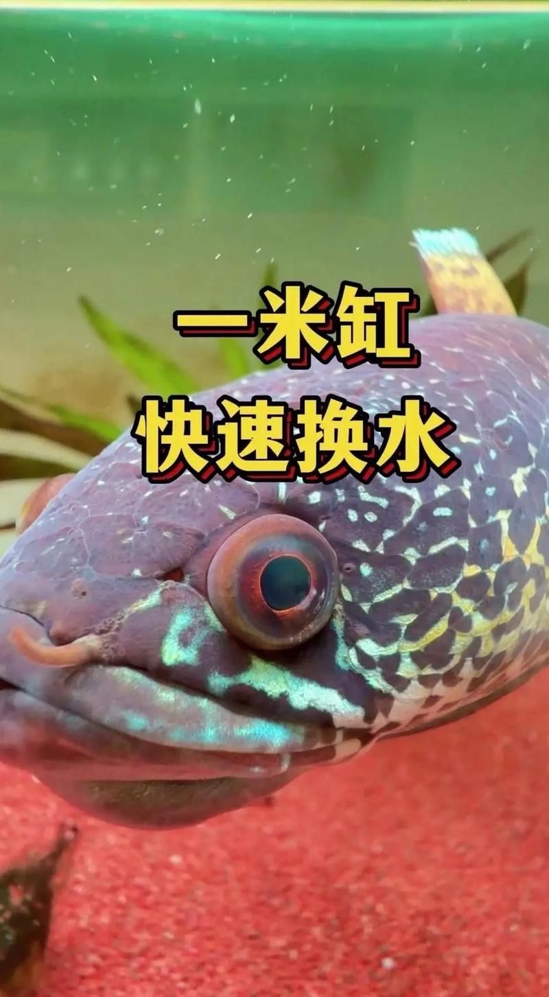 如何預防龍魚長霉菌，如何有效預防龍魚長霉菌
