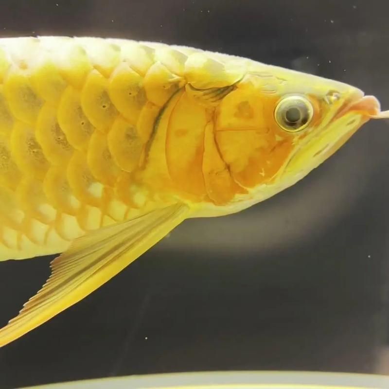 如何預防龍魚長霉菌，如何有效預防龍魚長霉菌