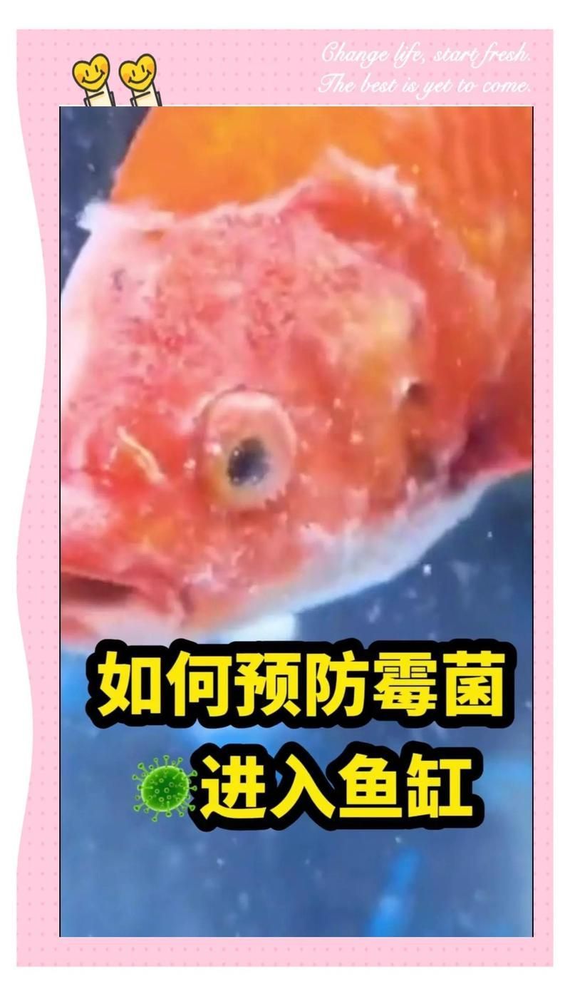如何預防龍魚長霉菌，如何有效預防龍魚長霉菌