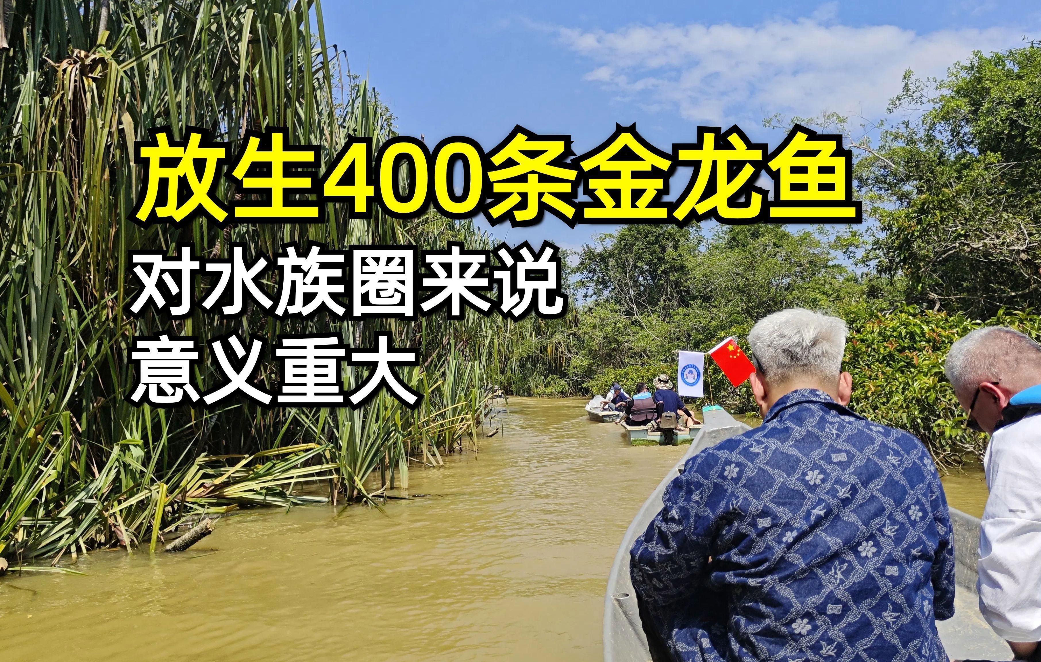 馬來西亞金龍魚還有哪些產地？，嗶哩嗶哩,馬來西亞金龍魚的價格范圍,如何區分不同產地的金龍魚？