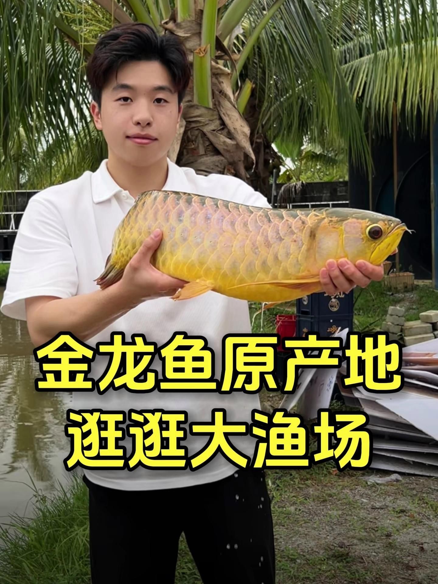 馬來西亞金龍魚還有哪些產地？，嗶哩嗶哩,馬來西亞金龍魚的價格范圍,如何區分不同產地的金龍魚？