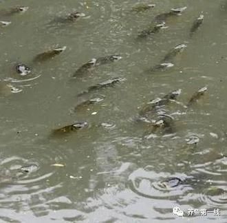 如何判斷風水魚是否缺氧，如何判斷風水魚是否缺氧，風水魚是否缺氧的科學依據