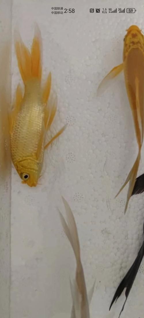 如何判斷風水魚是否缺氧，如何判斷風水魚是否缺氧，風水魚是否缺氧的科學依據