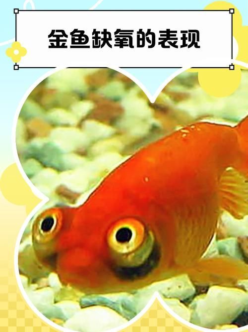 如何判斷風水魚是否缺氧，如何判斷風水魚是否缺氧，風水魚是否缺氧的科學依據