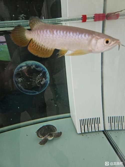 能否提供越秀龍魚和龍躉魚的圖片，能否提供越秀龍魚和龍躉魚的圖片能否提供越秀龍魚和龍躉魚的圖片