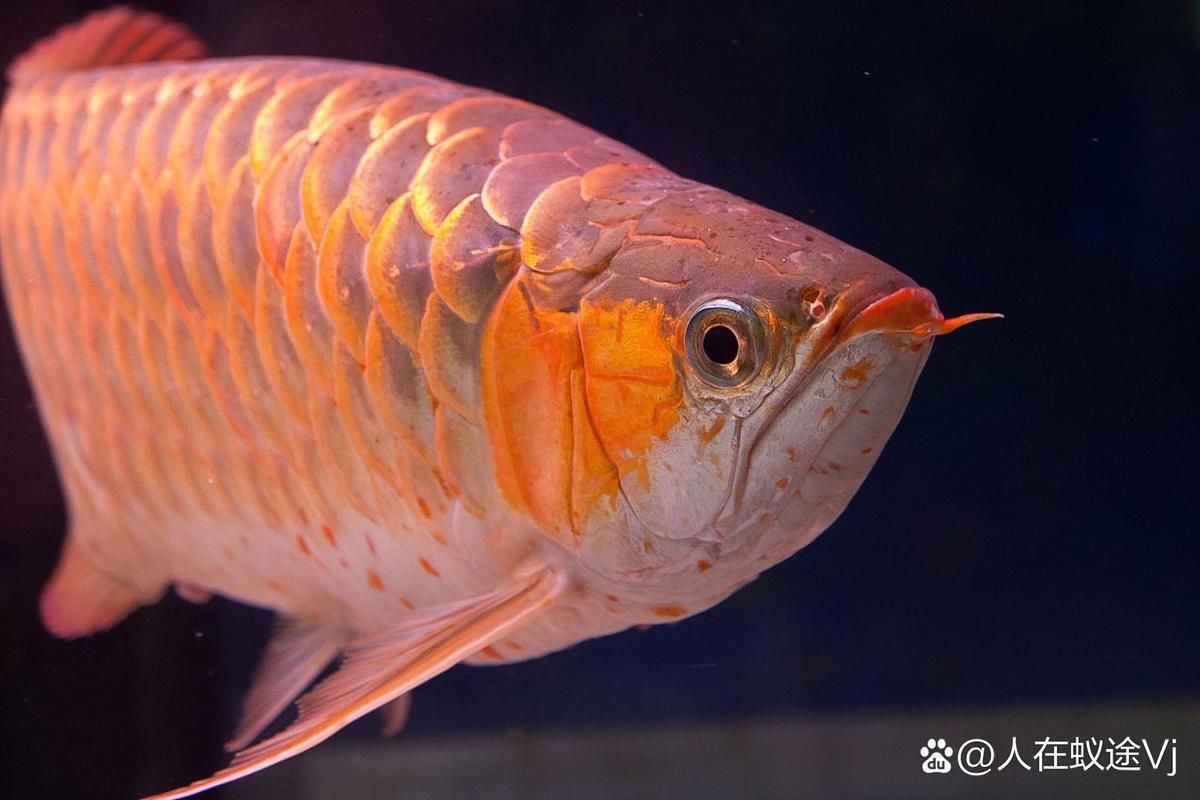 能否提供越秀龍魚和龍躉魚的圖片，能否提供越秀龍魚和龍躉魚的圖片能否提供越秀龍魚和龍躉魚的圖片