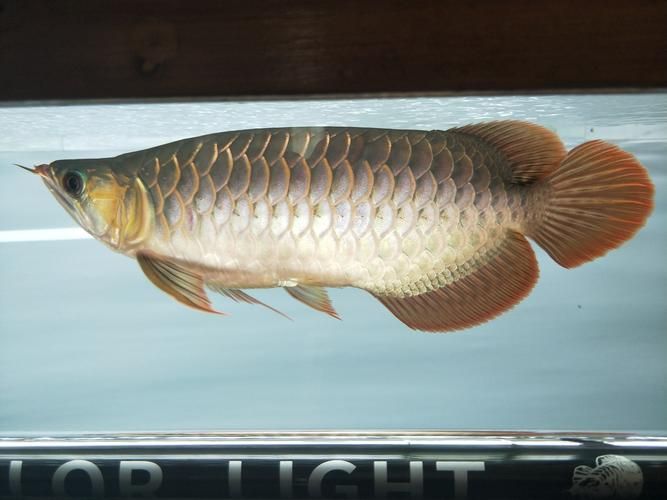 能否提供越秀龍魚和龍躉魚的圖片，能否提供越秀龍魚和龍躉魚的圖片能否提供越秀龍魚和龍躉魚的圖片