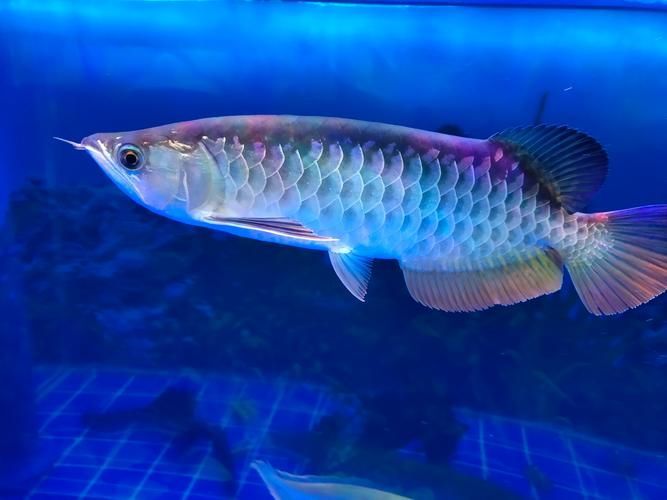 能否提供越秀龍魚和龍躉魚的圖片，能否提供越秀龍魚和龍躉魚的圖片能否提供越秀龍魚和龍躉魚的圖片