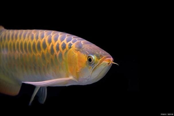 能否提供越秀龍魚和龍躉魚的圖片，能否提供越秀龍魚和龍躉魚的圖片能否提供越秀龍魚和龍躉魚的圖片