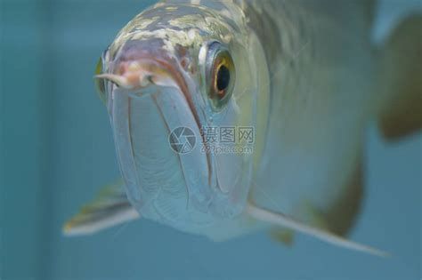 龍魚嘴巴頻繁開關是缺氧嗎？，龍魚嘴巴頻繁開關是否意味著缺氧嗎——深度解析