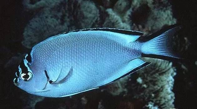 有哪些著名的海水觀賞魚品種，海水觀賞魚品種繁多，其中一些最為人熟知的海水觀賞魚