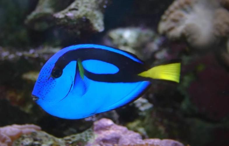 有哪些著名的海水觀賞魚品種，海水觀賞魚品種繁多，其中一些最為人熟知的海水觀賞魚