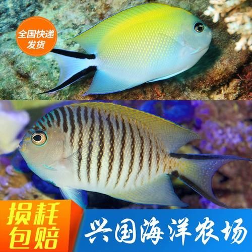 有哪些著名的海水觀賞魚品種，海水觀賞魚品種繁多，其中一些最為人熟知的海水觀賞魚