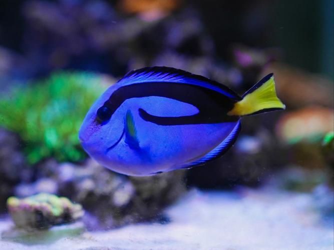 有哪些著名的海水觀賞魚品種，海水觀賞魚品種繁多，其中一些最為人熟知的海水觀賞魚