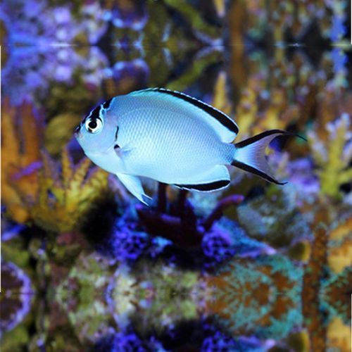 有哪些著名的海水觀賞魚品種，海水觀賞魚品種繁多，其中一些最為人熟知的海水觀賞魚