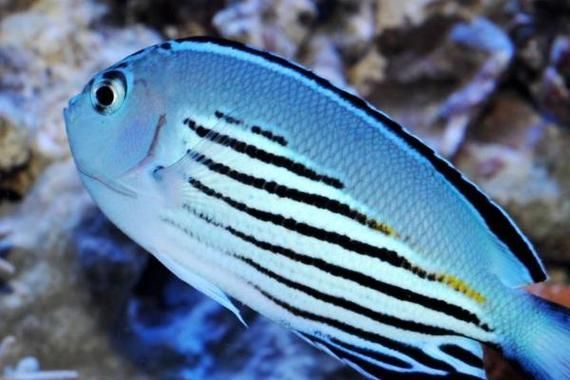 有哪些著名的海水觀賞魚品種，海水觀賞魚品種繁多，其中一些最為人熟知的海水觀賞魚