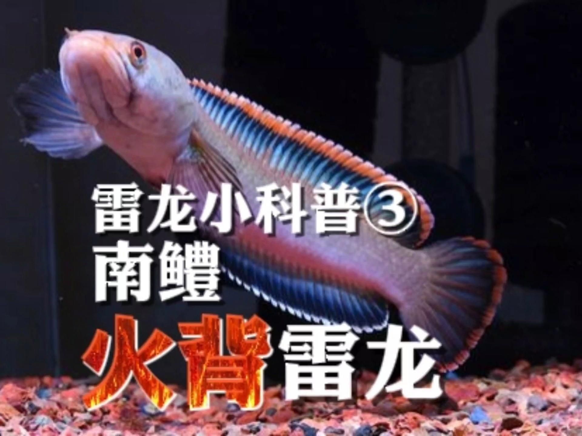 能否提供更多關(guān)于雷龍魚的信息，極富魅力的10種雷龍魚介紹來也！