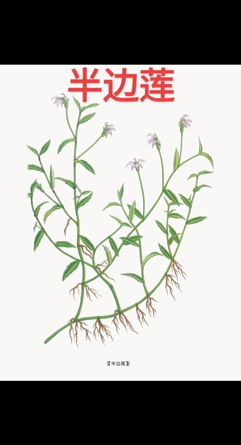 哪些中藥對(duì)魚咬傷有顯著療效，中藥在治療魚咬傷方面具有顯著療效以下是一些常用的中藥及其功效