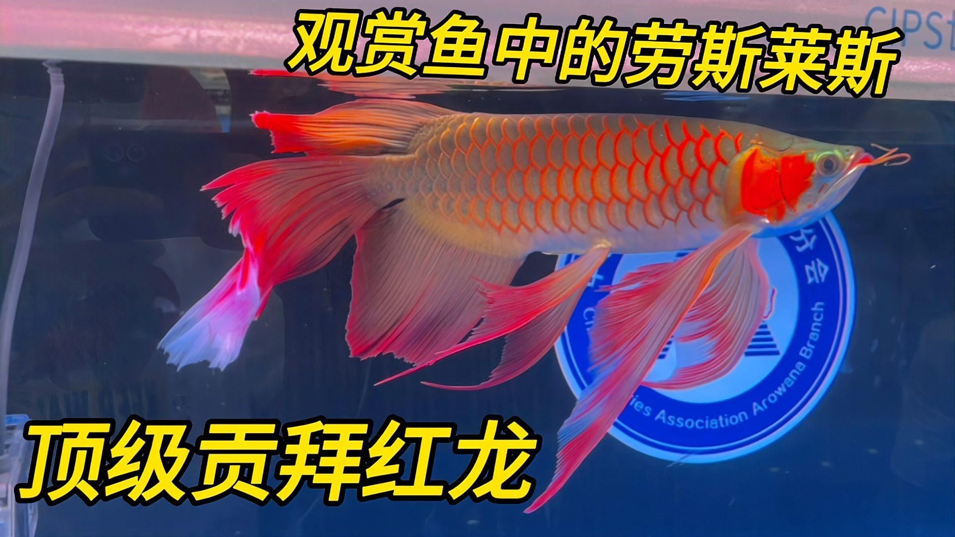 賽級紅龍魚有哪些著名品種？，賽級紅龍魚有哪些著名的品種賽級紅龍魚有哪些著名品種