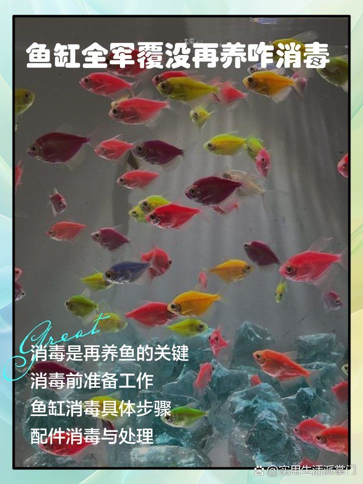 龍魚死了，魚缸應該怎么處理？，龍魚死了,魚缸應該怎么處理?