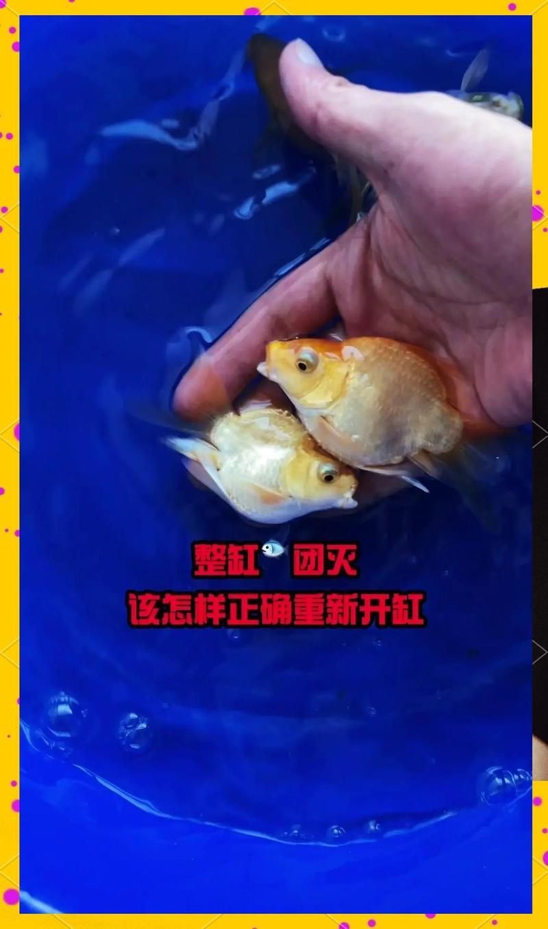 龍魚死了，魚缸應該怎么處理？，龍魚死了,魚缸應該怎么處理?
