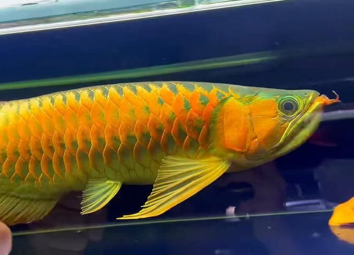 如何鑒別玉龍魚的品質，如何鑒別玉龍魚的金質