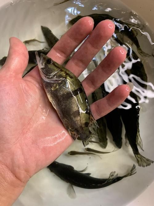 桂魚苗的批發(fā)價格是多少，桂花魚苗批發(fā)價格全解析