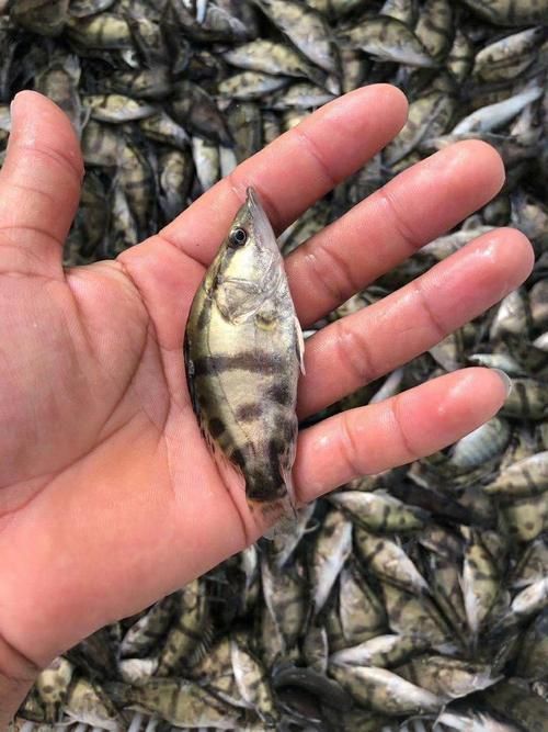 桂魚苗的批發(fā)價格是多少，桂花魚苗批發(fā)價格全解析