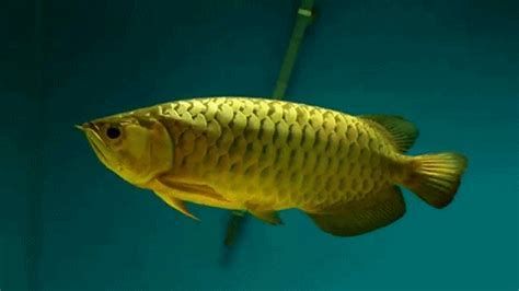 金龍福龍魚，金色光輝與優雅姿態——金龍福龍魚