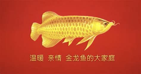 金龍福龍魚，金色光輝與優雅姿態——金龍福龍魚