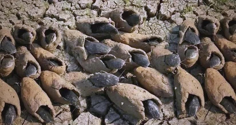 肺魚，肺魚的基礎知識