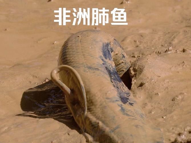 肺魚，肺魚的基礎知識