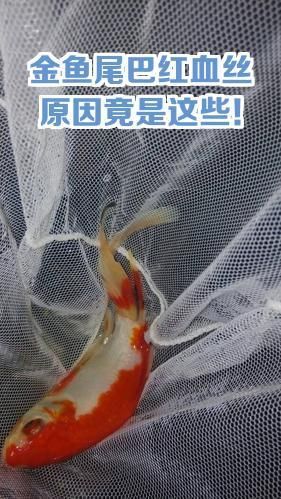 給我詳解金魚(yú)尾鰭上有血絲的原因，金魚(yú)尾部出現(xiàn)紅血絲是怎么回事