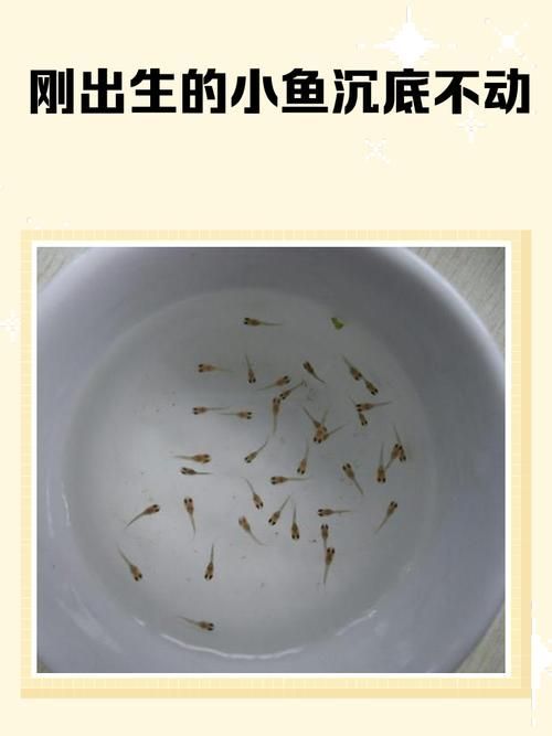小海龍魚幼體出生后如何生存