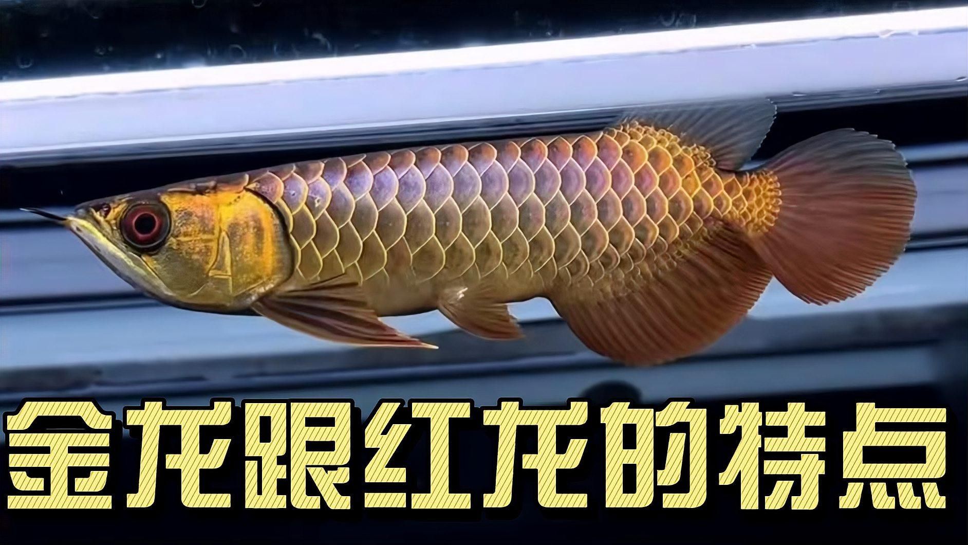 紅龍過背金龍魚有哪些特點，紅龍過背金龍過背金龍魚有哪些特點