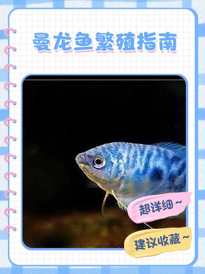 如何準(zhǔn)備曼龍魚(yú)繁殖缸，曼龍魚(yú)怎么繁殖