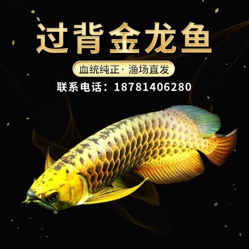 有哪些優(yōu)質(zhì)的金龍魚品種圖片