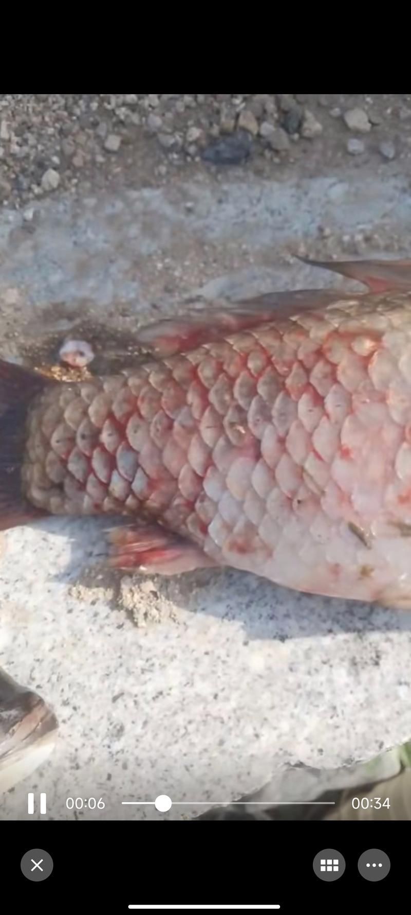 如何判斷魚炸傷是否嚴重，如何判斷“魚炸傷”