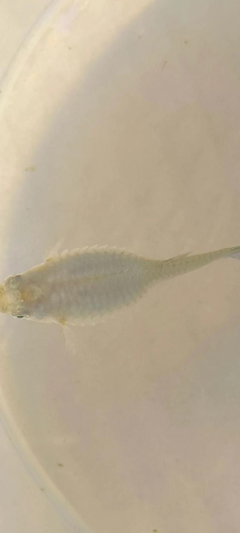 如何判斷魚炸傷是否嚴重，如何判斷“魚炸傷”