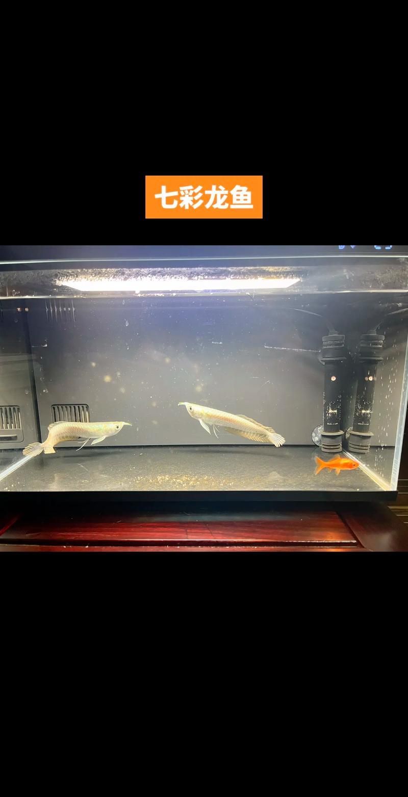 血龍魚的飼養環境應該如何布置？，血龍魚的飼養方式