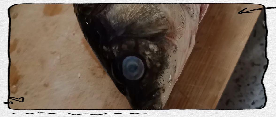 如何判斷魚是否潰爛，如何判斷魚是否潰爛調用工具arxiv論文助手判斷魚是否潰爛