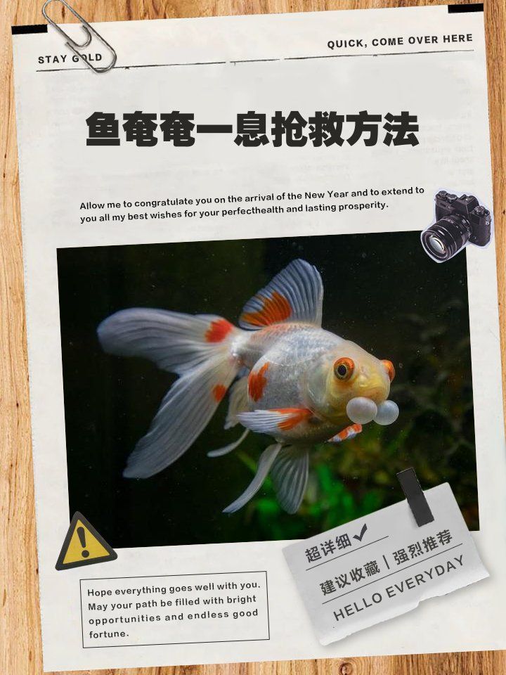 龍魚呼吸急促如何急救