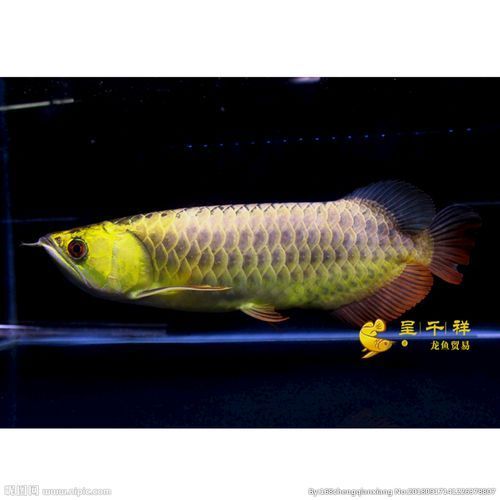 還有哪些廣東的龍魚漁場值得推薦？，廣東的龍魚漁場值得推薦嗎？